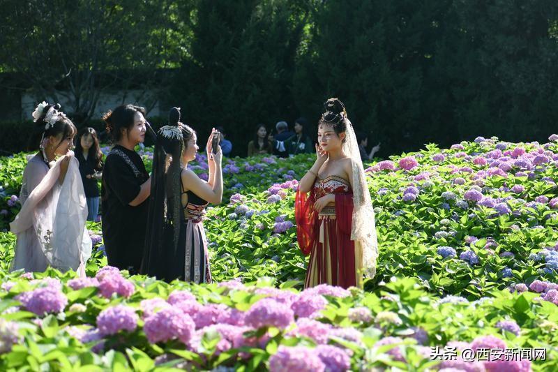 小雁塔下的绣球花盛开——最新观察与感悟