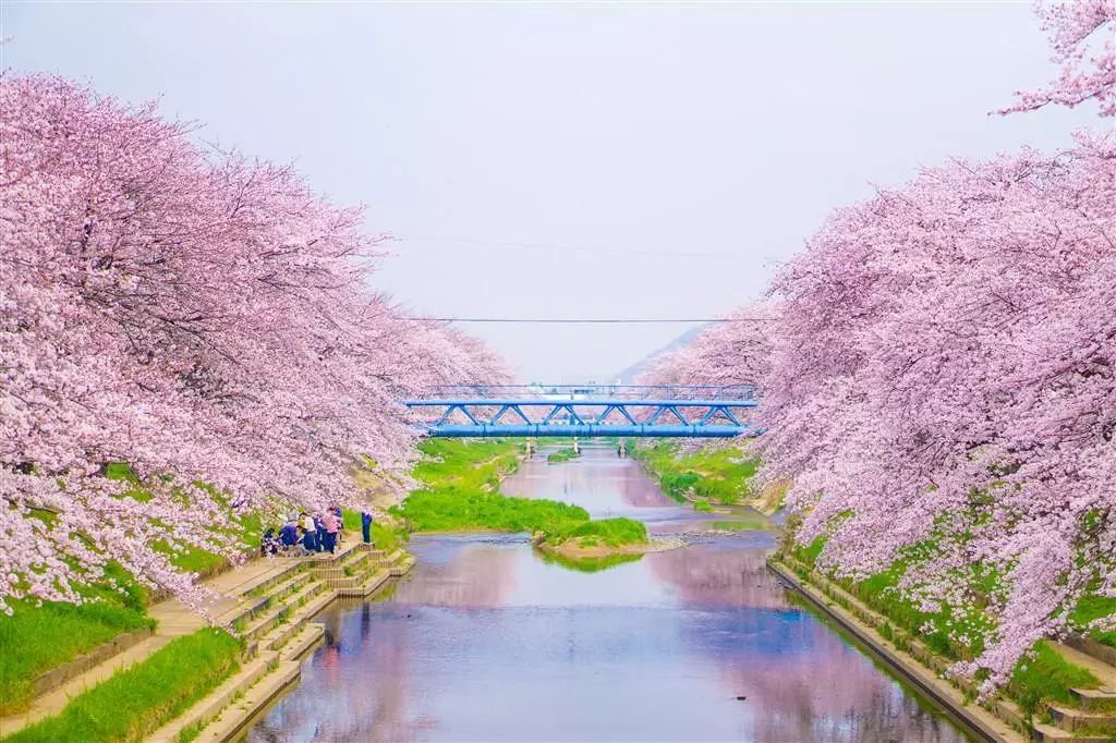 樱花校园最新版本的探索之旅，沉浸于数字世界的校园时光