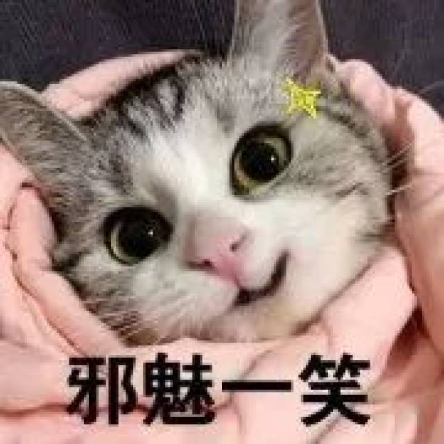 最新可爱猫咪表情包，萌化你的心