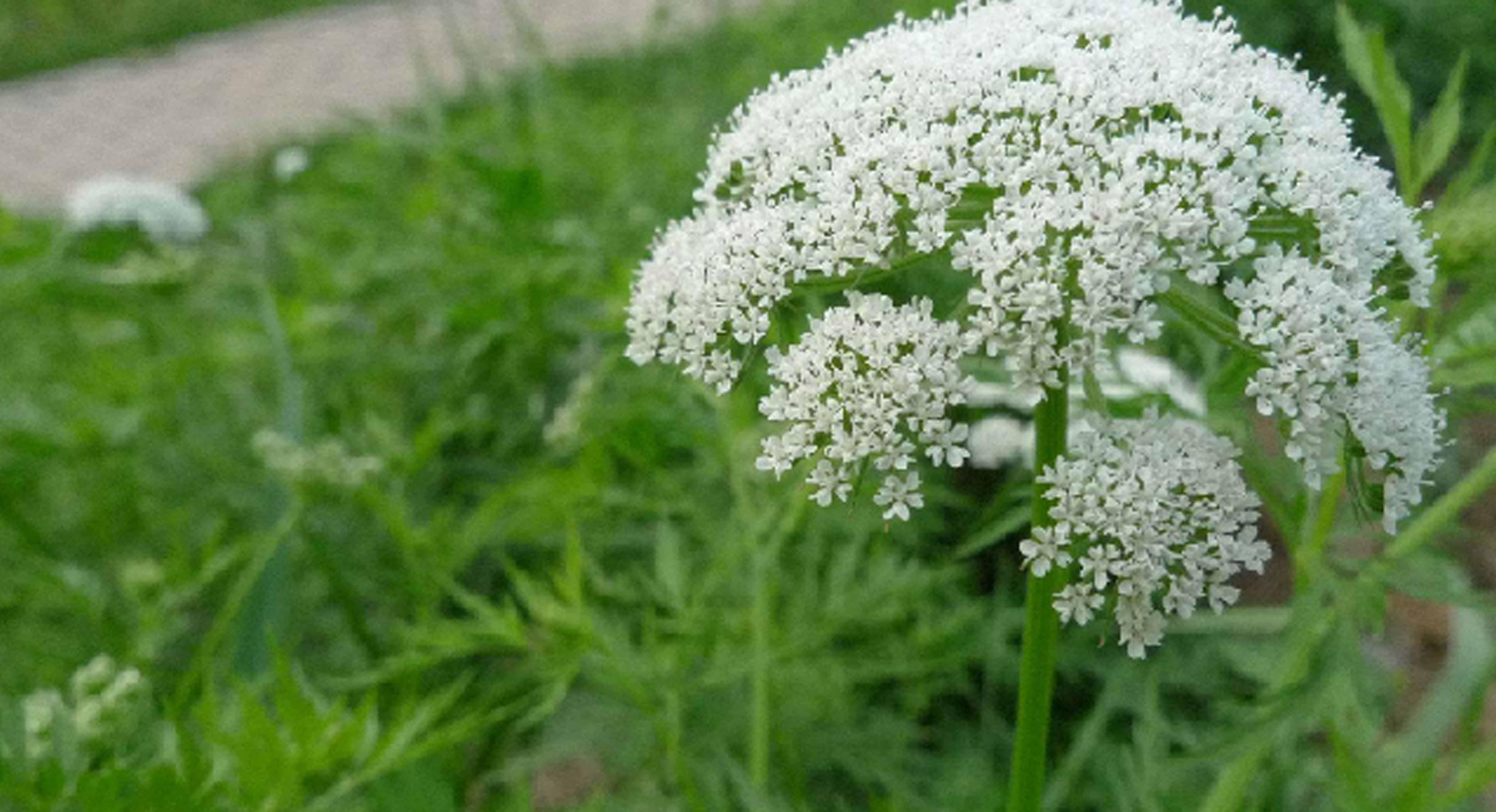 白花蛇草最新价格动态及其市场影响