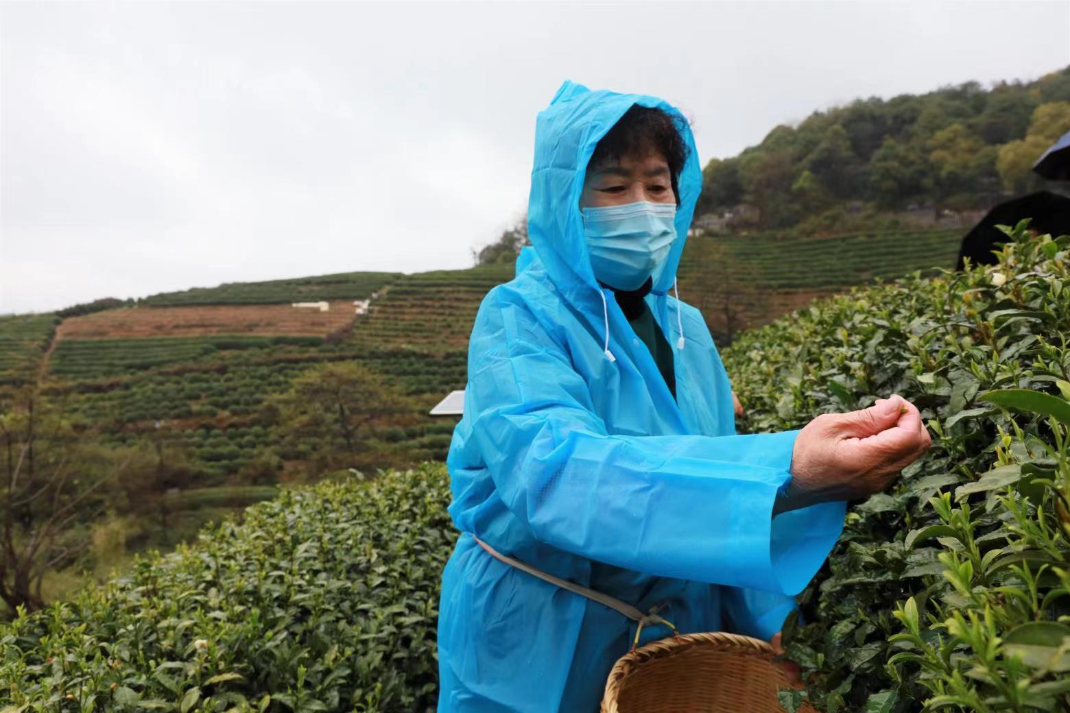 龙井最新消息，揭开古老茶乡的现代面纱