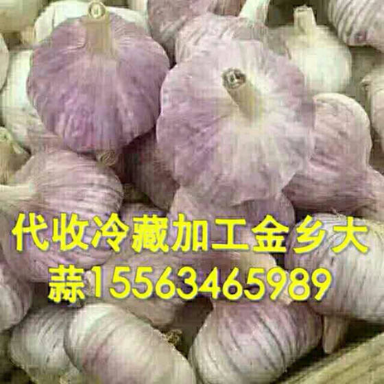 今年金乡大蒜最新价格分析