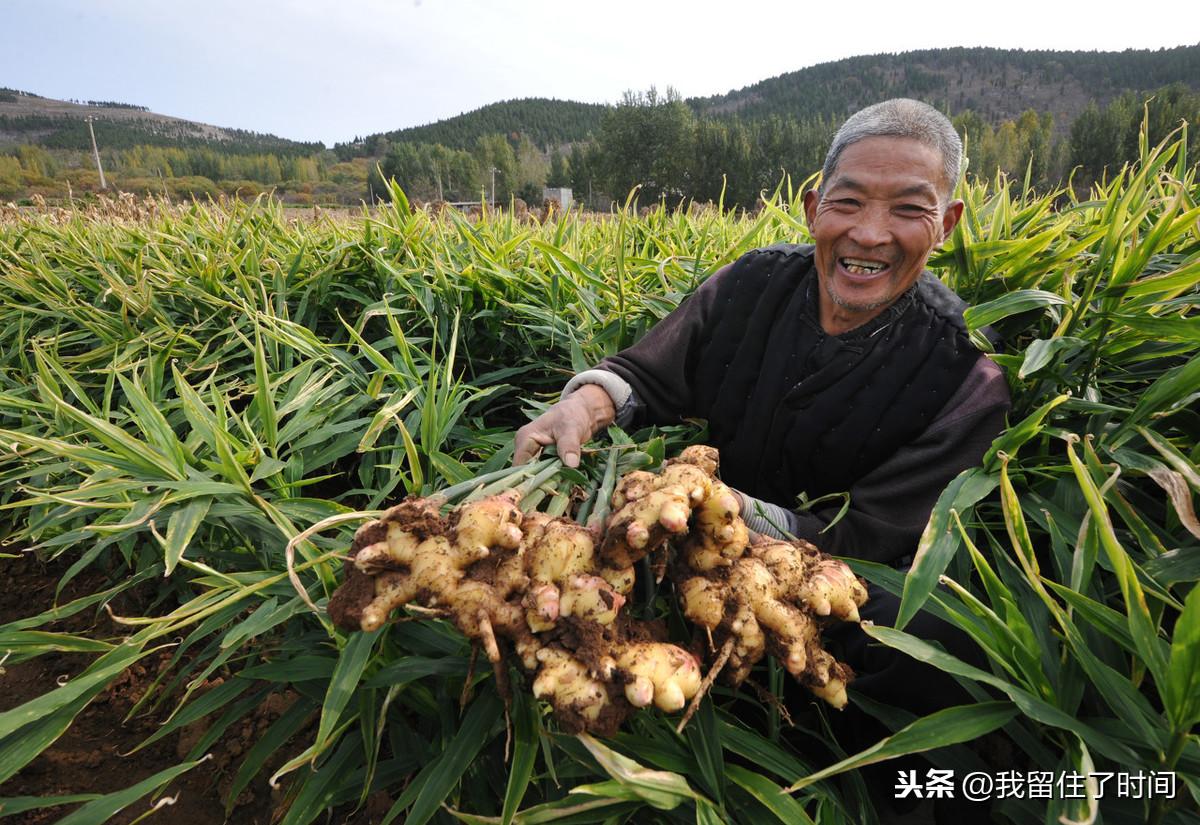 莱芜今日生姜最新价格动态及分析