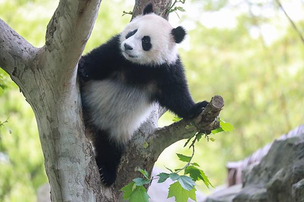 大熊猫七七的最新动态与生活